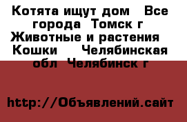 Котята ищут дом - Все города, Томск г. Животные и растения » Кошки   . Челябинская обл.,Челябинск г.